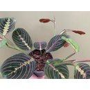 Maranta leuconeura red striped