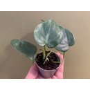 Philodendron scandens Babyplant