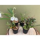 Angebot Orchideen Mix ( 5 Orchideen )