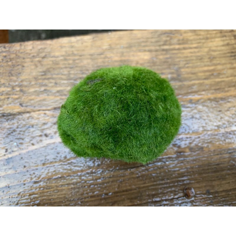 Mooskugel,wasserqualität,paludarium,einrichten, 3,07