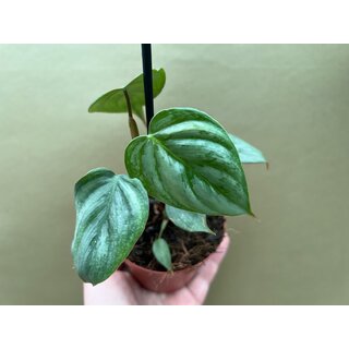 Philodendron sodiroi