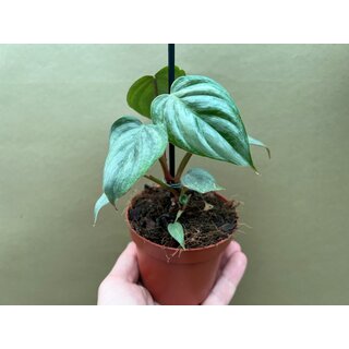 Philodendron sodiroi