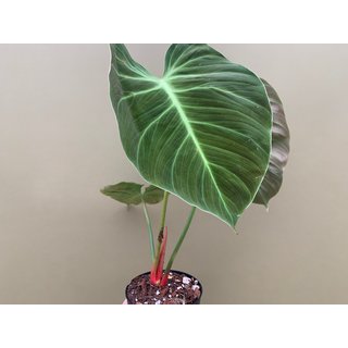 Philodendron spec. El Choco Red