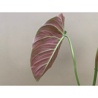 Philodendron spec. El Choco Red L