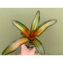 Neoregelia fred