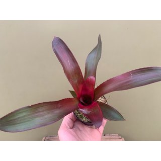 Neoregelia lila