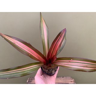 Neoregelia pink striped