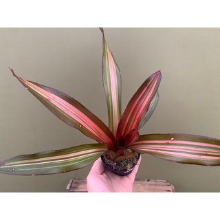 Neoregelia pink striped