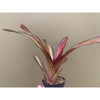 Neoregelia pink striped