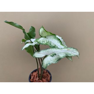 Syngonium podophyllum Three Kings