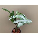 Syngonium podophyllum Three Kings