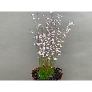 Utricularia blanchetii