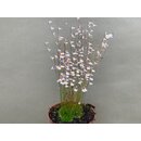 Utricularia blanchetii