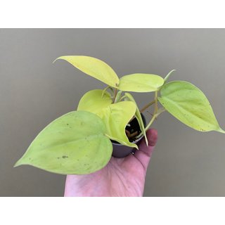 Philodendron scandens Lemon Lime Babyplant