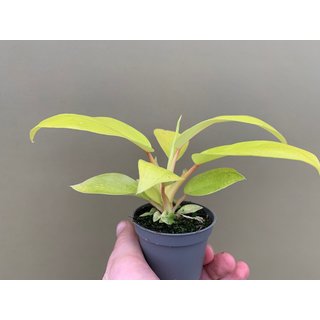 Philodendron Malaya Gold Babyplant