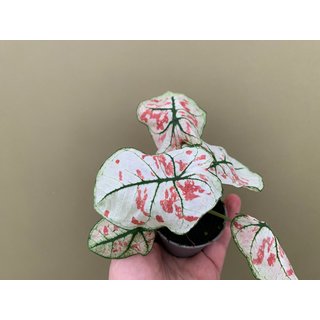 Caladium bicolor white Babyplant