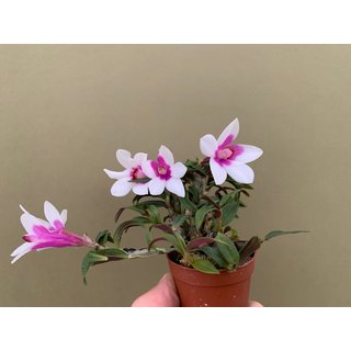 Dendrobium (cuthbertsonii x sulawesiense) Pink x cuthbertsonii