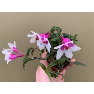 Dendrobium (cuthbertsonii x sulawesiense) Pink x cuthbertsonii