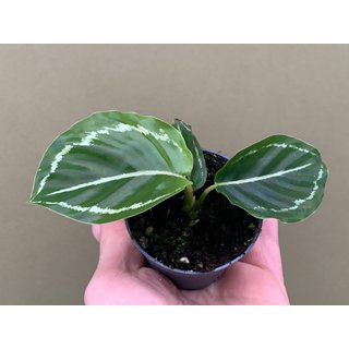 Calathea roseoptica green Babyplant