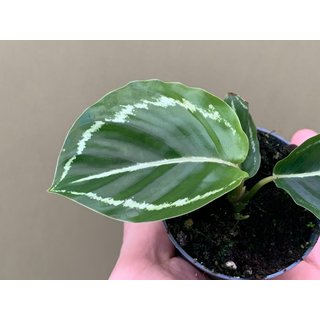 Calathea roseoptica green Babyplant