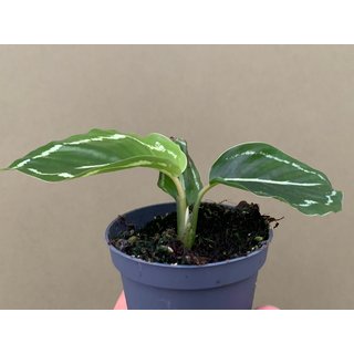 Calathea roseoptica green Babyplant