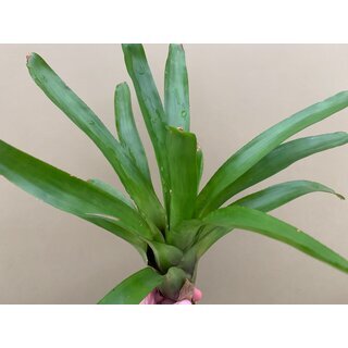 Guzmania green spec. Kolumbien