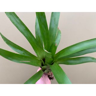 Neoregelia green spec. Kolumbien