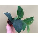 Rhaphidophora korthalsii