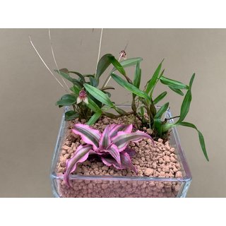 Mini Flaschengarten 1