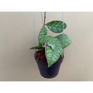 Hoya callistophylla