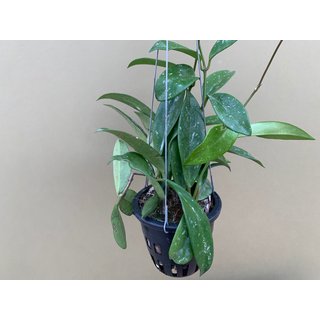 Hoya memoria XL
