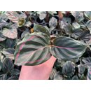 Calathea Marion Babyplant