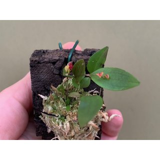 Lepanthes regularis