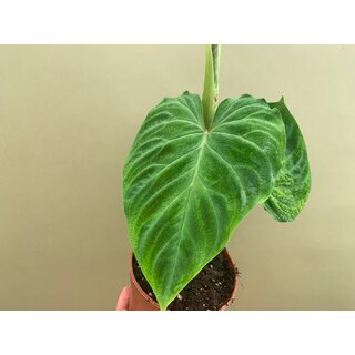 Philodendron verrucosum M