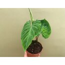 Philodendron verrucosum M