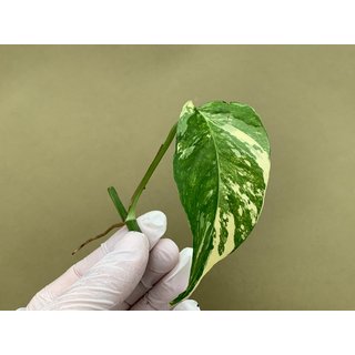 Epipremnum Pinnatum Variegata Cutting