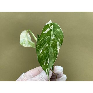 Epipremnum Pinnatum Variegata Cutting