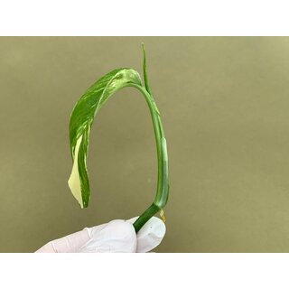 Epipremnum Pinnatum Variegata Cutting