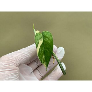 Epipremnum Pinnatum Variegata Cutting