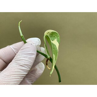 Epipremnum Pinnatum Variegata Cutting