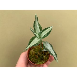 Aspidogyne argentea