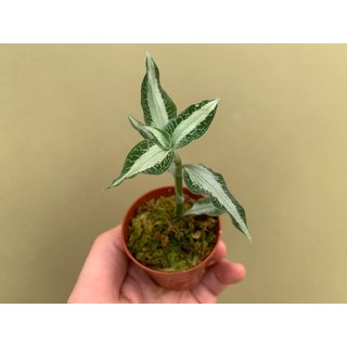 Aspidogyne argentea