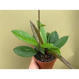 Hoya memoria L