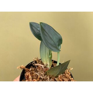 Scindapsus Treubii Dark Form Cutting