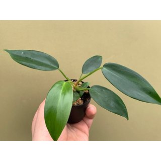 Philodendron Florida Beauty Green Babyplant