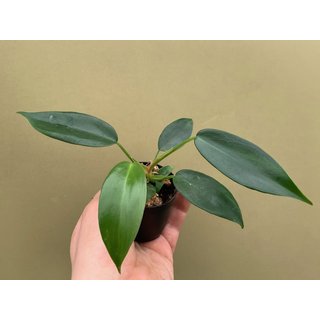 Philodendron Florida Beauty Green Babyplant