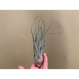 Tillandsia pruinosa L