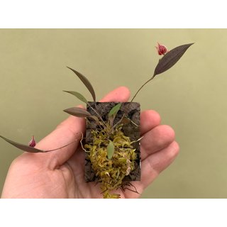 Lepanthes pelvis