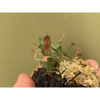 Lepanthes ophioglossa