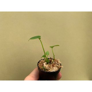 Anthurium giganteum Babyplant